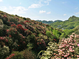 毕节百里杜鹃