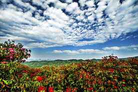 毕节百里杜鹃