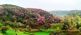毕节百里杜鹃