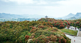 毕节百里杜鹃