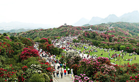 毕节百里杜鹃