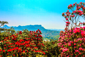 毕节百里杜鹃
