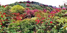 贵州毕节百里杜鹃景区