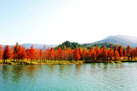 安徽宁国落羽杉湿地公园