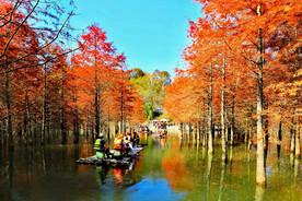 安徽宁国落羽杉湿地公园