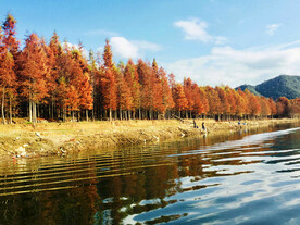 安徽宁国落羽杉湿地公园