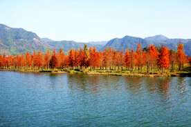 安徽宁国落羽杉湿地公园