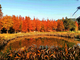 安徽宁国落羽杉湿地公园