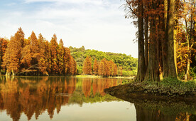 安徽宁国落羽杉湿地公园