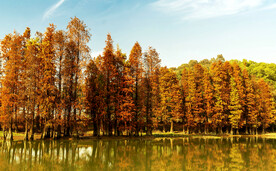 安徽宁国落羽杉湿地公园