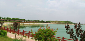 山东汶上莲花湖湿地公园