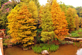 安徽宁国落羽杉湿地公园