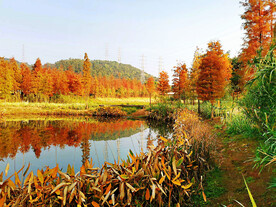 安徽宁国落羽杉湿地公园