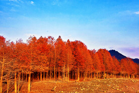 安徽宁国落羽杉湿地公园