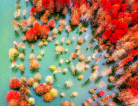 安徽宁国落羽杉湿地公园