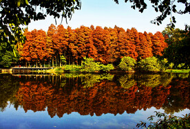 安徽宁国落羽杉湿地公园