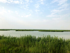 天津七里海湿地