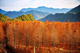 安徽宁国落羽杉湿地公园