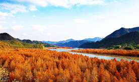 安徽宁国落羽杉湿地公园