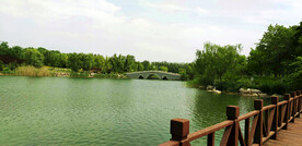 山东汶上莲花湖湿地公园