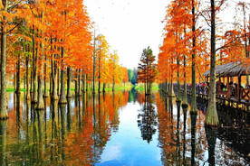 安徽宁国落羽杉湿地公园