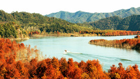 安徽宁国落羽杉湿地公园