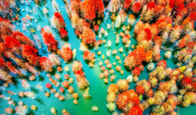 安徽宁国落羽杉湿地公园