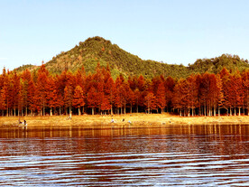 安徽宁国落羽杉湿地公园
