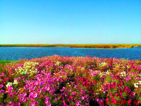 天津七里海湿地