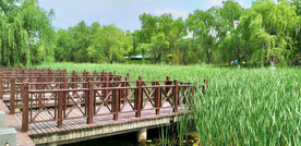 山东汶上莲花湖湿地公园
