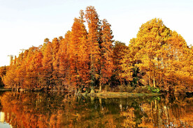安徽宁国落羽杉湿地公园