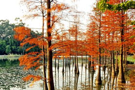 安徽宁国落羽杉湿地公园