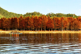 安徽宁国落羽杉湿地公园
