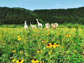辽宁抚顺社河湿地公园