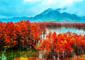 安徽宁国落羽杉湿地公园