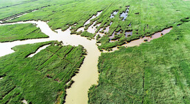 天津七里海湿地
