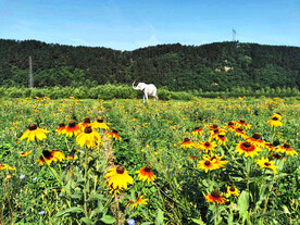 辽宁抚顺社河湿地公园