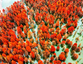 安徽宁国落羽杉湿地公园