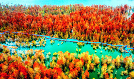 安徽宁国落羽杉湿地公园