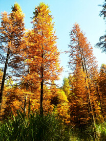 安徽宁国落羽杉湿地公园