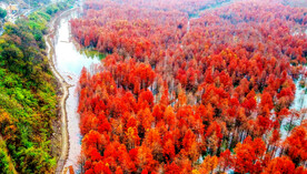 安徽宁国落羽杉湿地公园