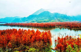 安徽宁国落羽杉湿地公园