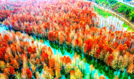 安徽宁国落羽杉湿地公园