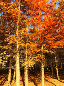 安徽宁国落羽杉湿地公园