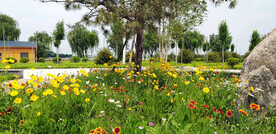 山东汶上莲花湖湿地公园