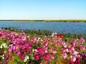 天津七里海湿地