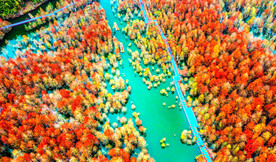 安徽宁国落羽杉湿地公园