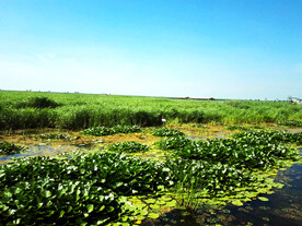 黑龙江大庆鹤鸣湖湿地