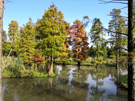 上海青浦大莲湖湿地