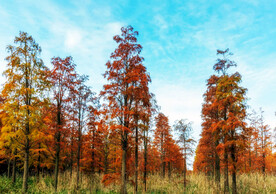 上海青浦大莲湖湿地